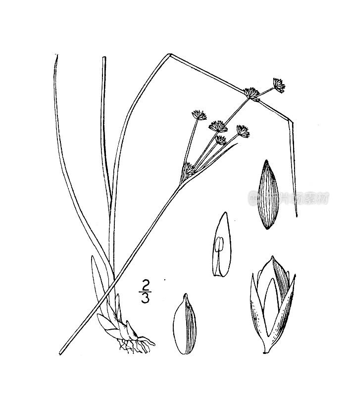 古董植物学植物插图:junus Richardsonianus, Richardson的Rush